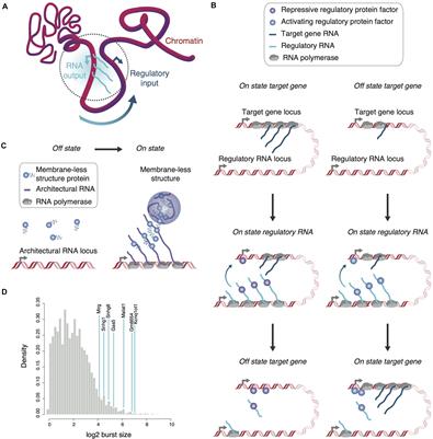 RNA, Genome Output and Input